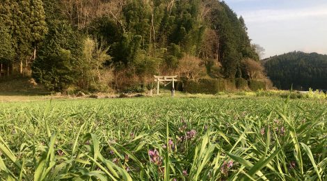 こぶな農園 旬野菜便り『穀雨』